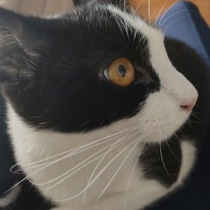 Meet your Posher, Syler